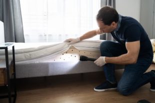 démasquer les punaises de lit 